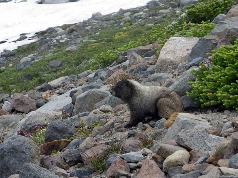 Hungry critter in Glacier Basin