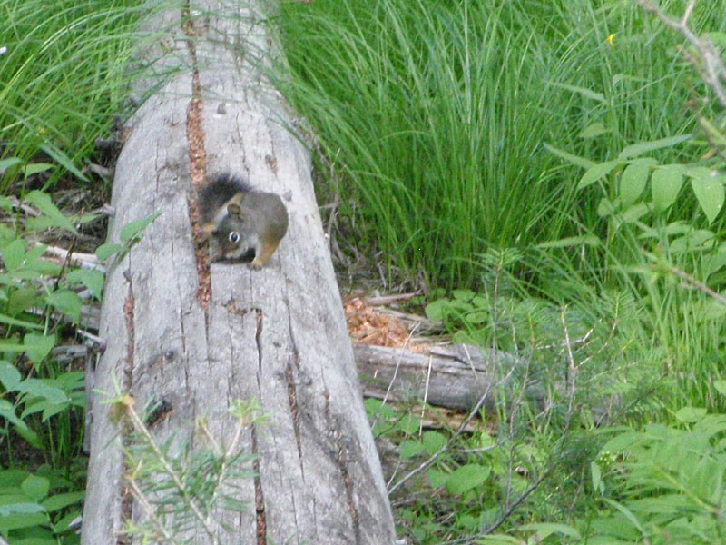 Critter on a log
