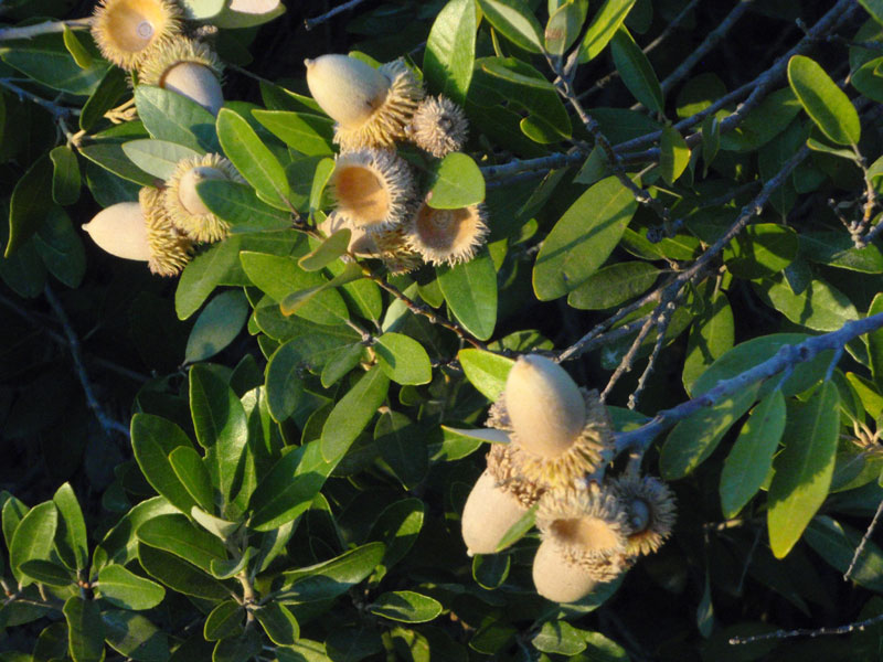 Bumper crop of acorns