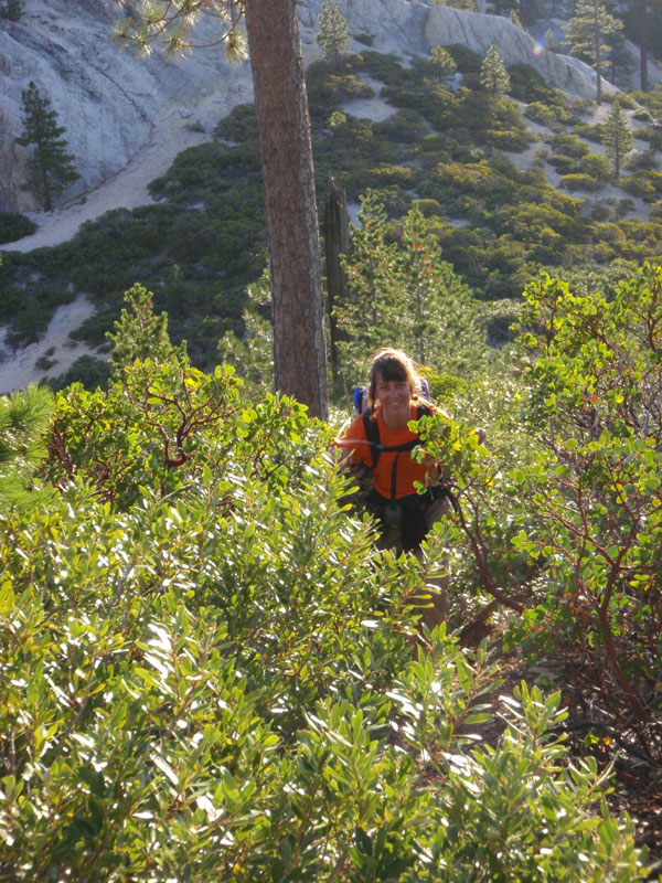 Wading through the manzanita