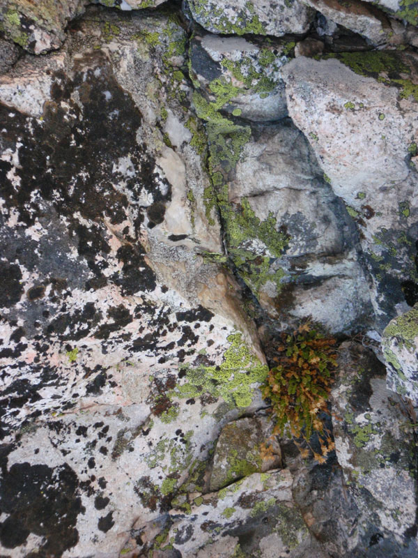 Lichen garden