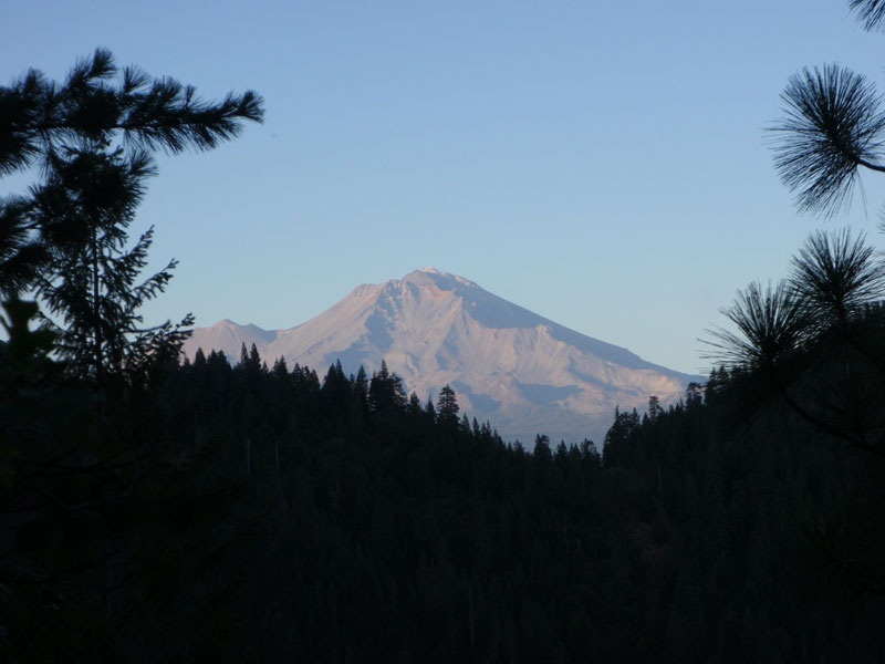 Shasta