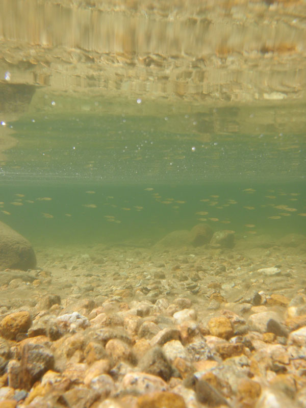 Under water, Stanley Lake