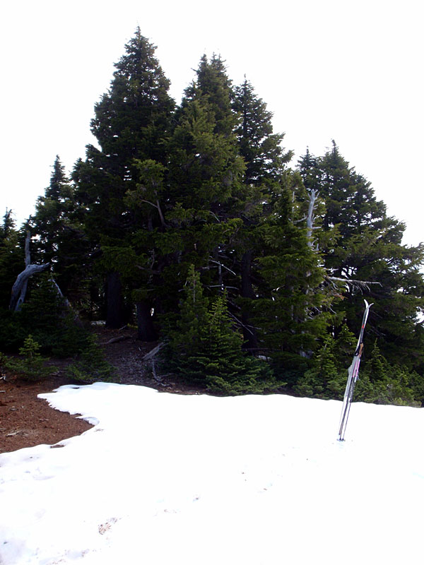 Treed summit of south Twin