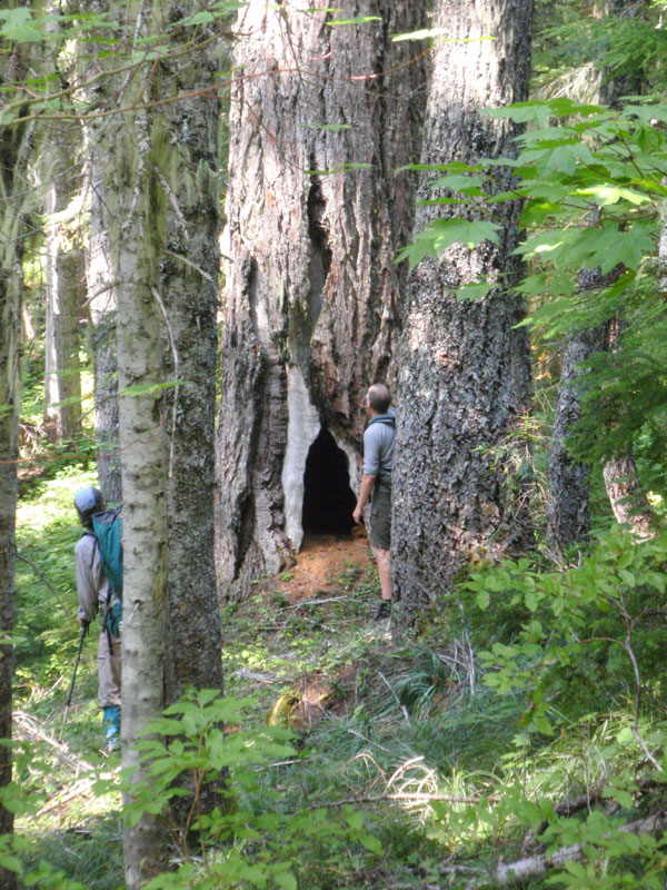 Hollow tree in Bear Flat drainage