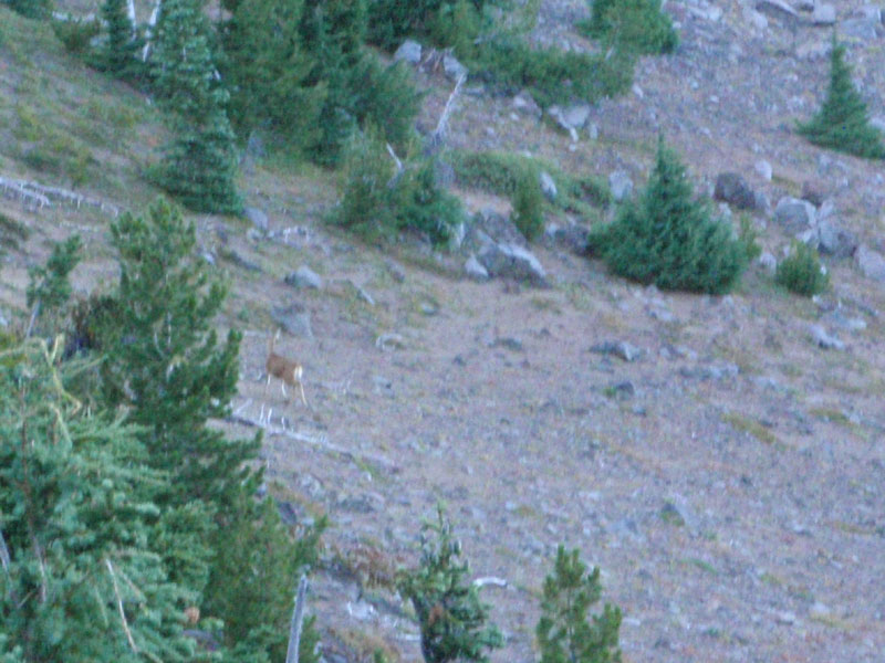 Deer on the west side of ridge