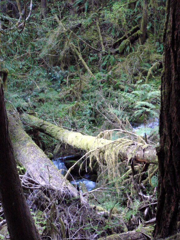 Logs across Marten Creek