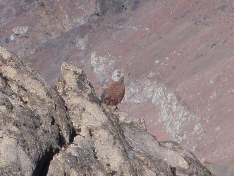 Grey crowned rosy finch near the Bowling Alley (thanks to Sue S. for the i/d)