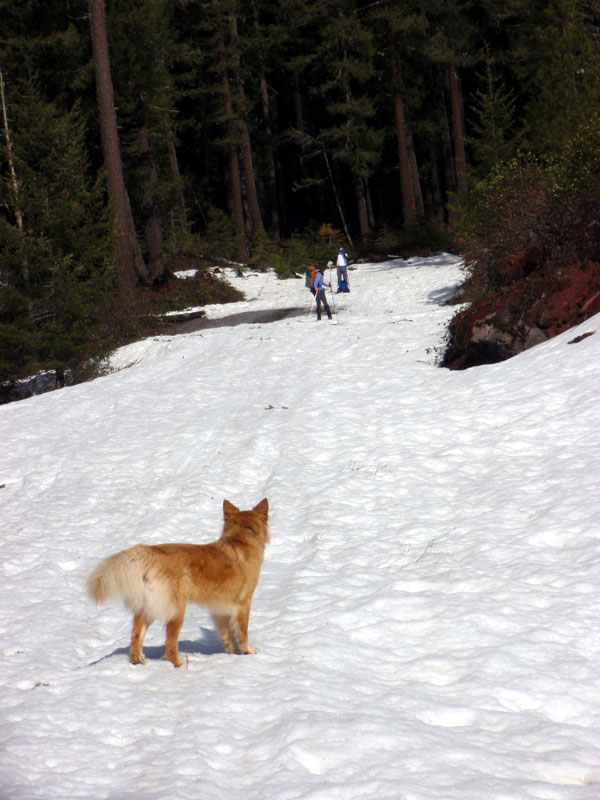 Still snow on the road at 3700 ft.!