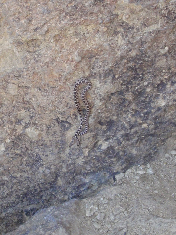 Small snake climbs above Cinnamon Slab