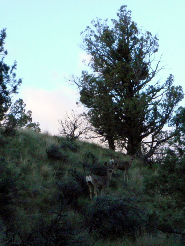 Deer on the butte above camp