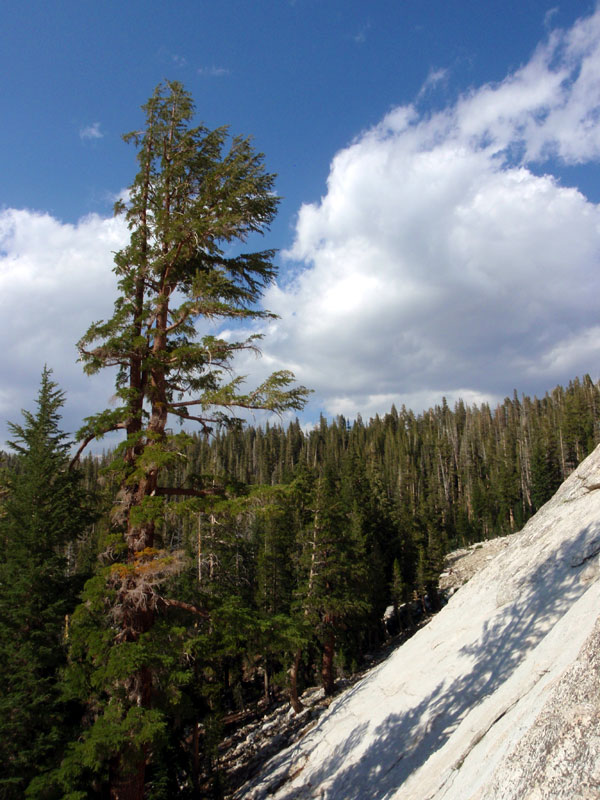 Tree by Lembert Dome