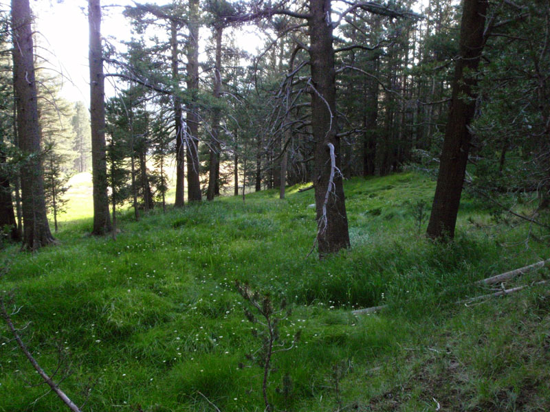Treed meadow north of Lembert Dome