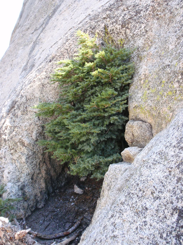 Tree left of first pitch