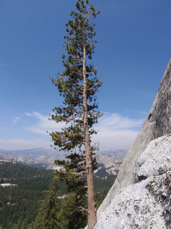 Tree on ledge halfway up 1st pitch