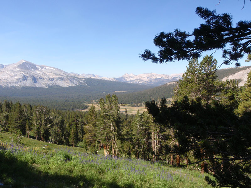 Hillside meadow, with Dana Meadows below