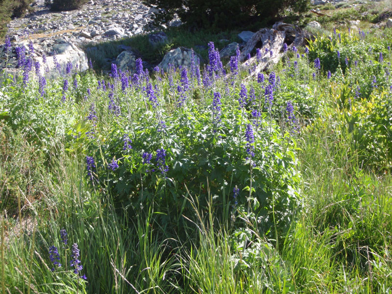 Delphinium