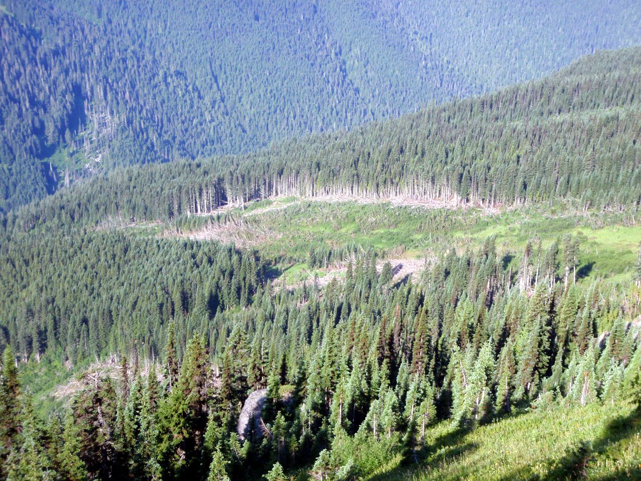 Avalanche runout across SBs on the North Fork Sauk trail