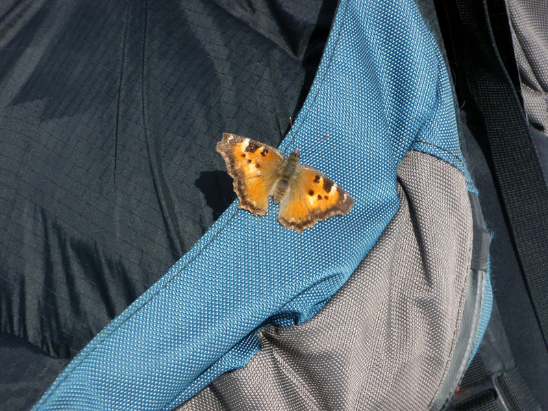 Moth on pack