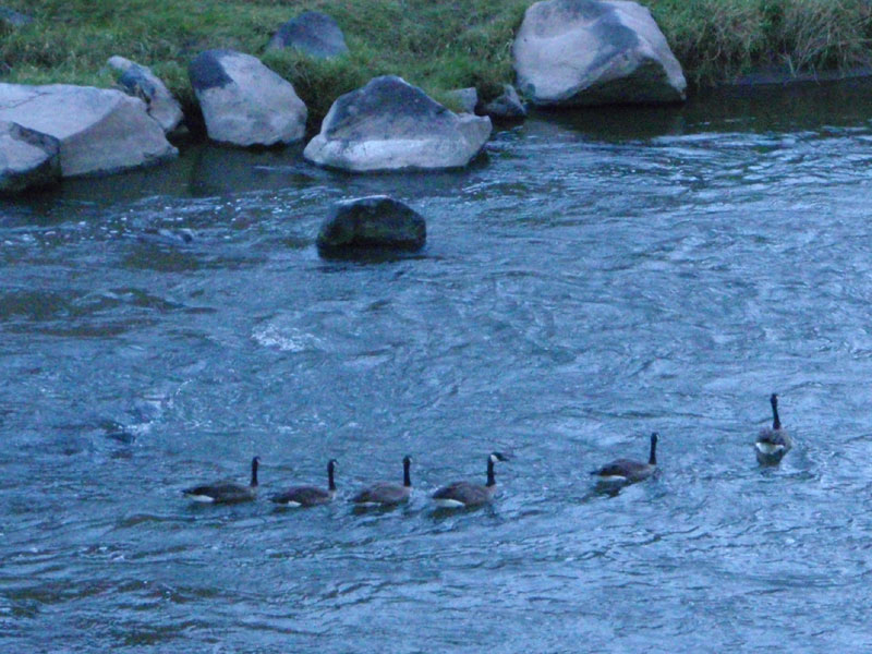 Geese on the Crooked River