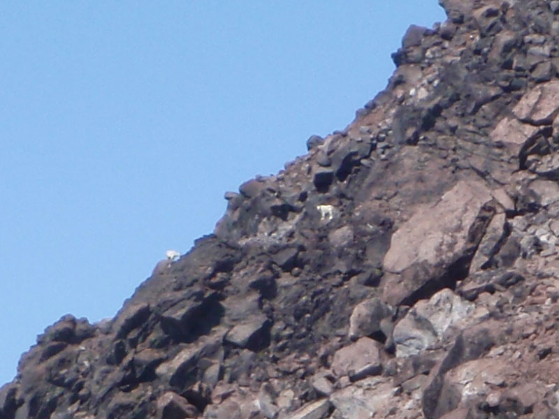 Mountain goats back in the Mt. Jefferson Wilderness