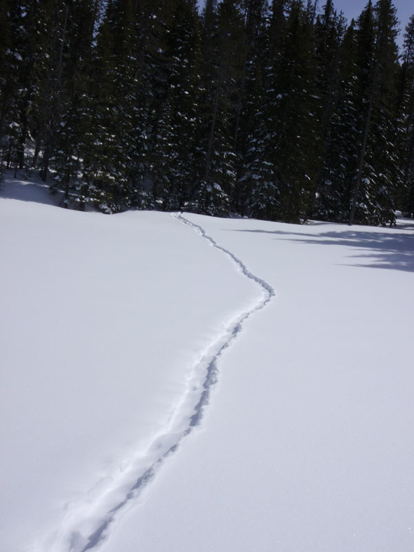Porcupine tracks on the way to Karen Lake