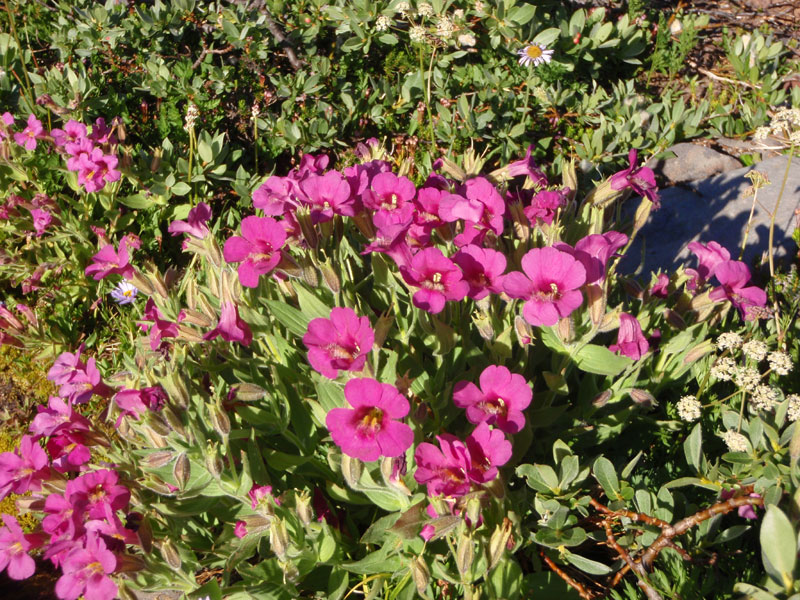 Flowers by the creek