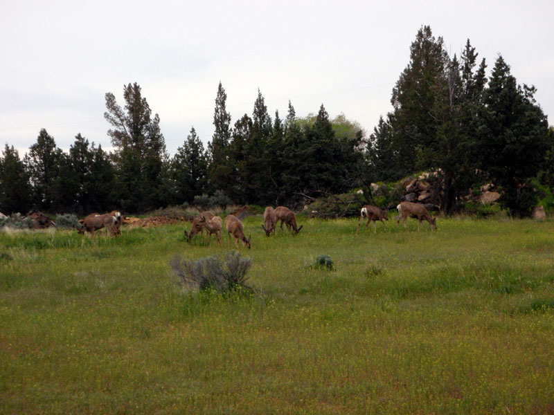 Herd of deer near the bivy parking lot