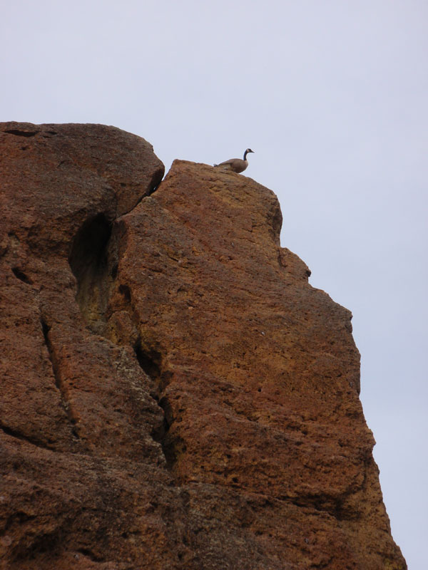 Goose on Rope-de-Dope