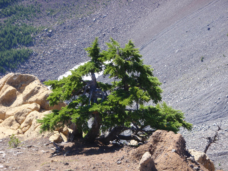Tree on Unnecessary Summit