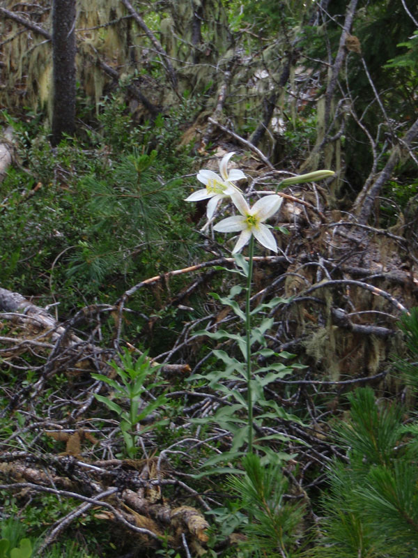 Lilies along the trail