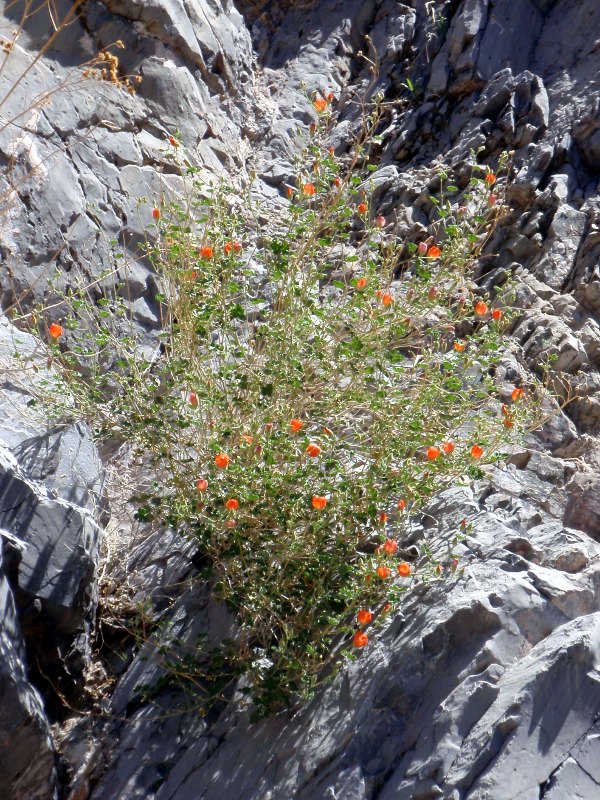 Flowers in Marble Canyon