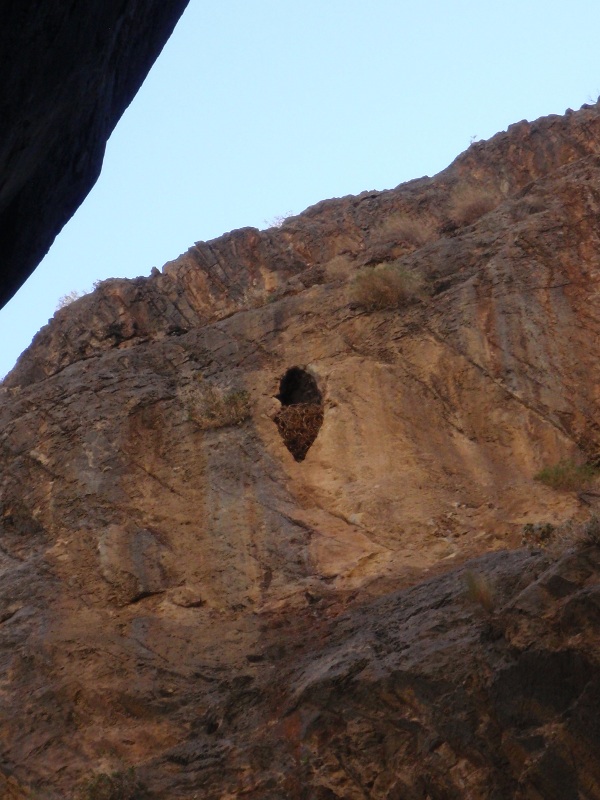 Eagles nest on south wall of canyon
