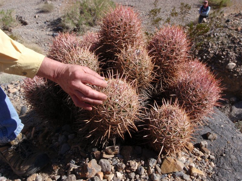 close-up of barrel cactus