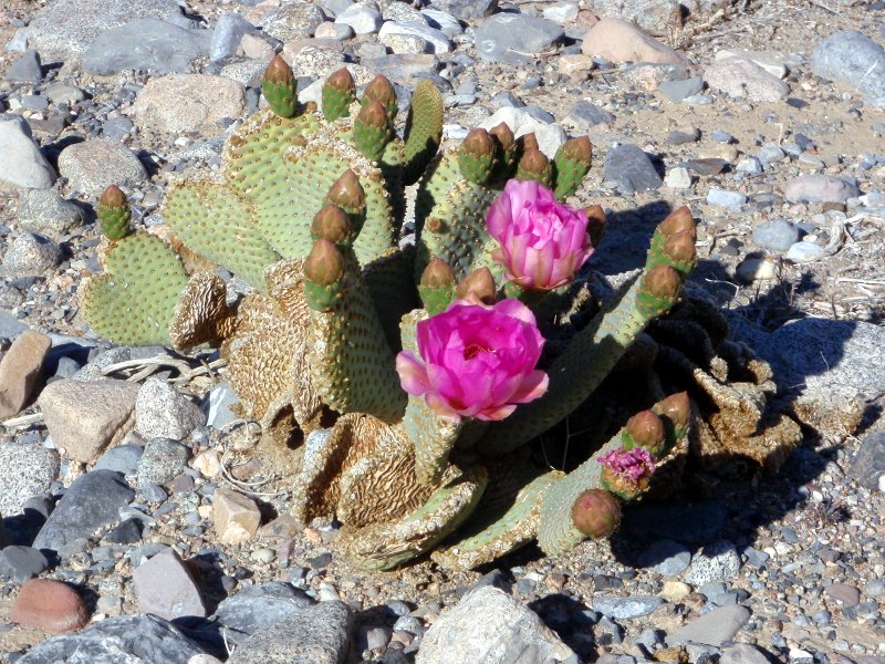 Beavertail cactus in bloom
