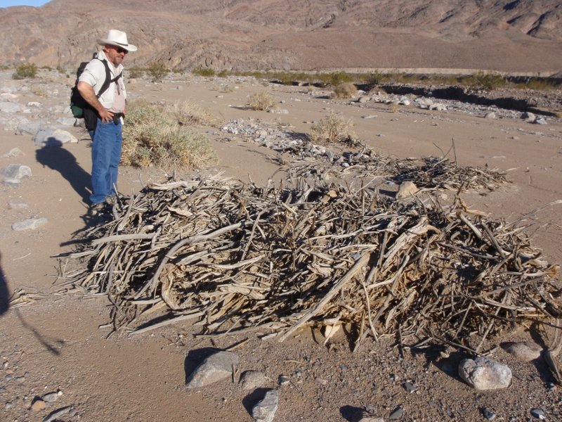 Odd collection of wood below Marble Canyon