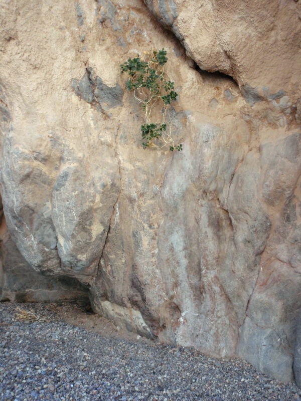 Plant growing out of the canyon wall