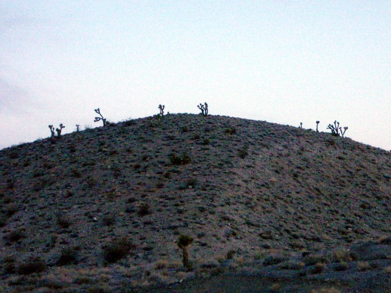 Next morning&#8212;Joshua trees on hill above our camp