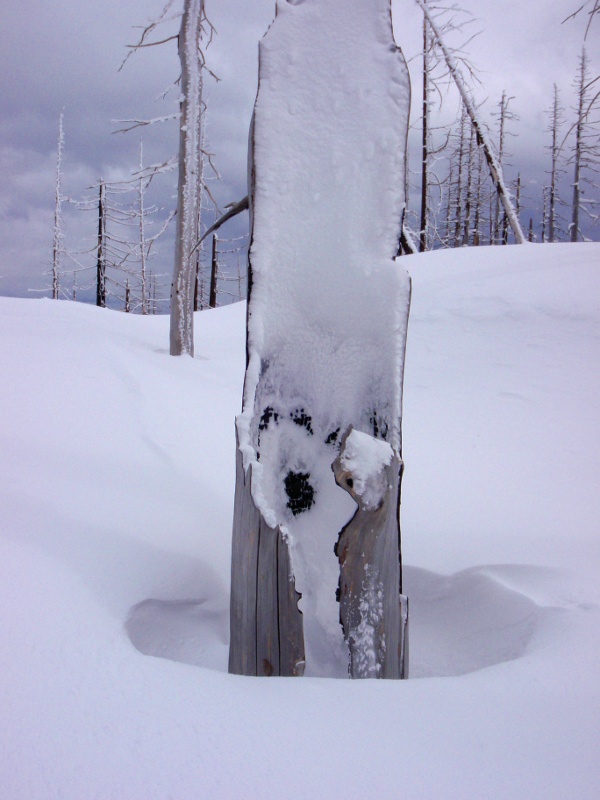 Snow in a hollow snag