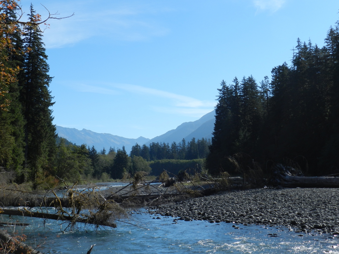 On the Hoh River