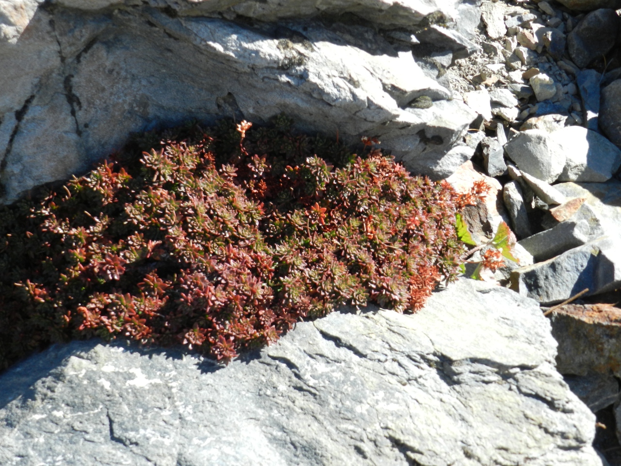 Plant on the moraine