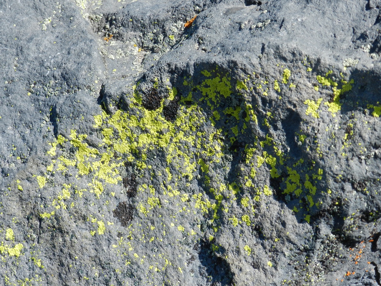 and lichen